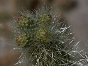 cactus-needles-in-anza-borrego-desert