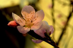 spring-blossoms